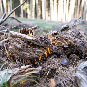 bos bij Boháòka
