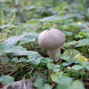 Paddenstoel in het bos bij Boháòka