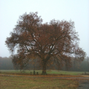 De lindeboom bij Dédovice