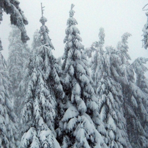Sneeuw genoeg op Klinovec