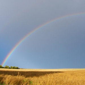 regenboog