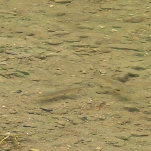 Visjes in de rivier
