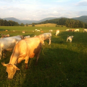 Kudde koeien bij Hejnice 2