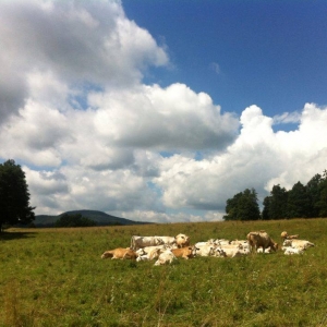 Kudde koeien bij Hejnice