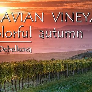 Moravian Vineyards in Colorful Autumn