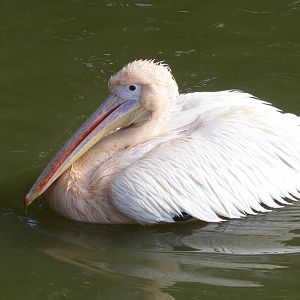Zoo Ohrada: rose pelikaan