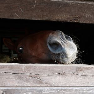 Štekrův Mlýn: verwelkoming door een van de paarden