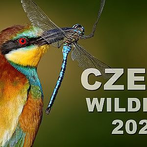 CZECH WILDLIFE | Showreel 2020 - YouTube