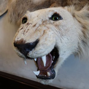 Opocno kasteel: een in Afrika geschoten leeuw