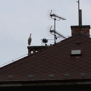 Třebechovice pod Orebem: ooievaars op het dak