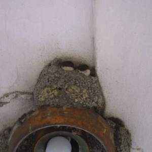 Nove Mesto nad Metuji - zwaluwnesten onder de galerij