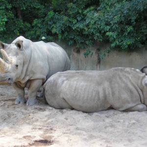 Dvur kralove n.laben