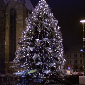 Pilsen - Zo'n schitterende kerstboom hebben wij/zij met de Kerstdagen