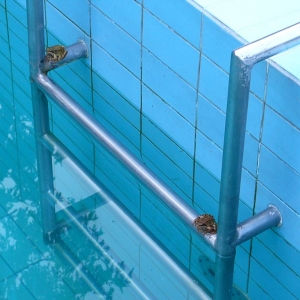 Ook kikkers willen wel eens zwemmen