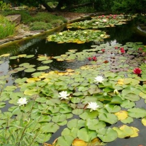 Botanische tuin Liberec
