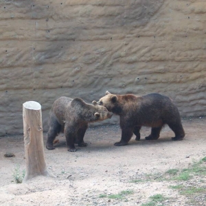 dierentuin in Plzen