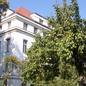 Soort park vlakbij Kafka museum, met allemaal fruitbomen
