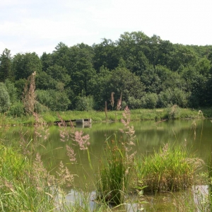 visvijver vlakbij m'n schoonouders