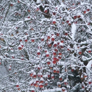 rode appels met witte sneeuw