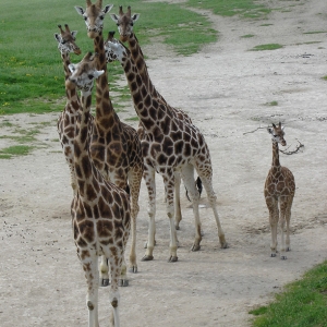 De dierentuin in Praag