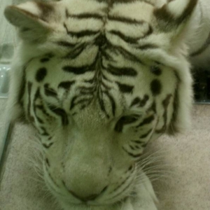 een van de tijgers van Zoo Liberec