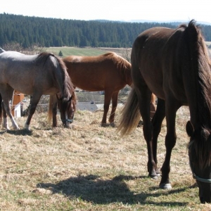 Paarden in Kvilda
