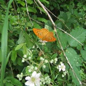 Vlinder in de Witte Karpaten.