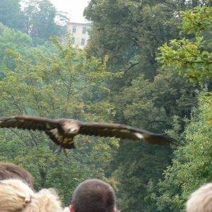 vogelshow in dierentuin jihlava