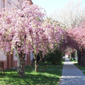 Kromeriz - voorjaar