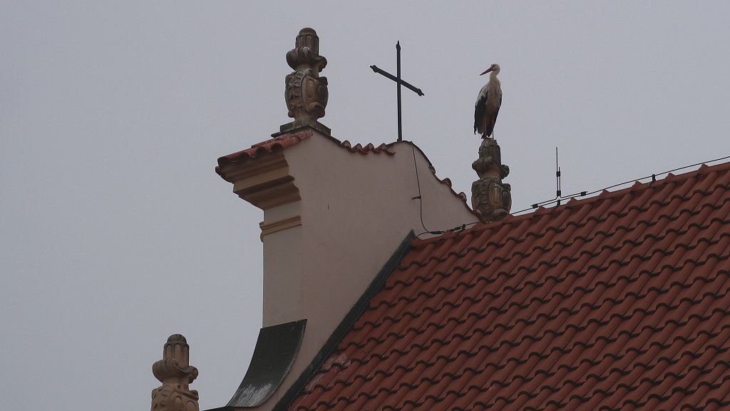 01 een ooievaar op het dak