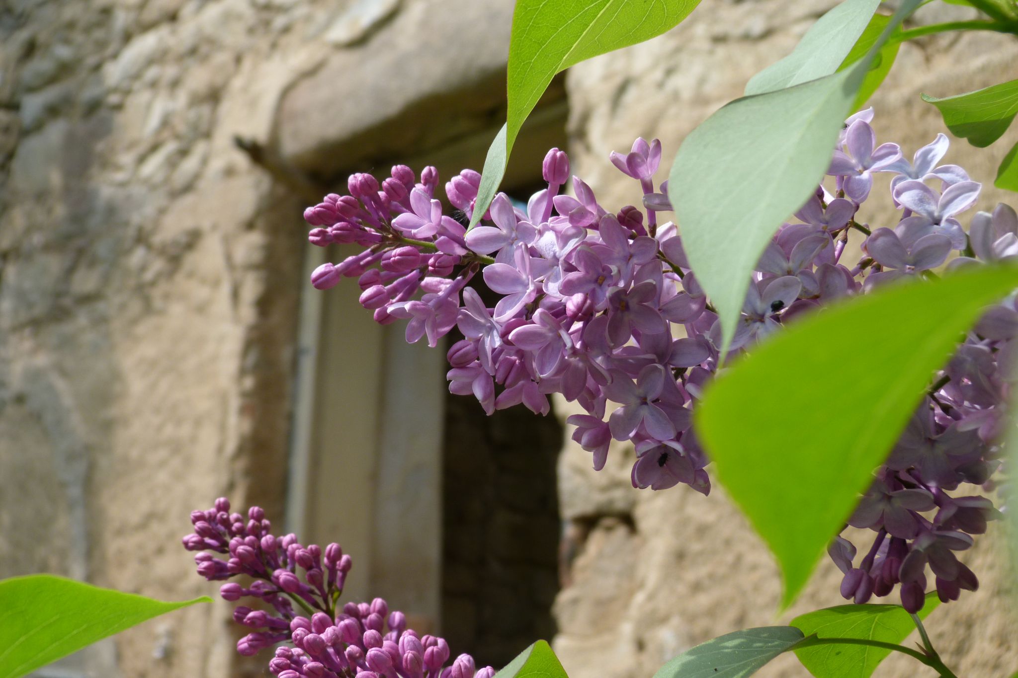 Boheemse hoeve in verval bij Slavce