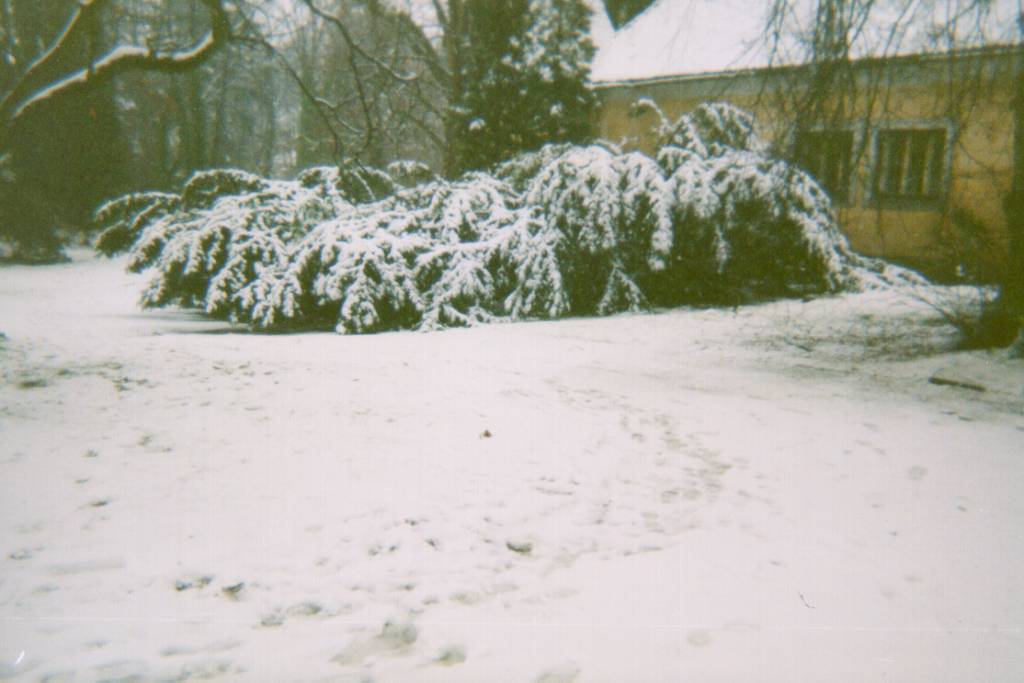 Choltice in de sneeuw