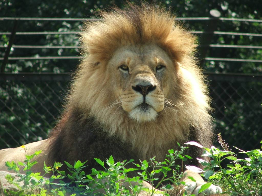 De leeuw