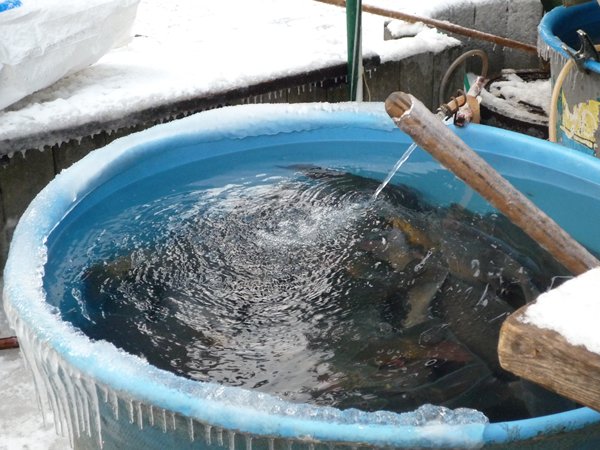 Delicatesse voor de Tsjechen