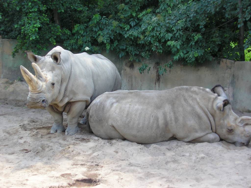 Dvur kralove n.laben