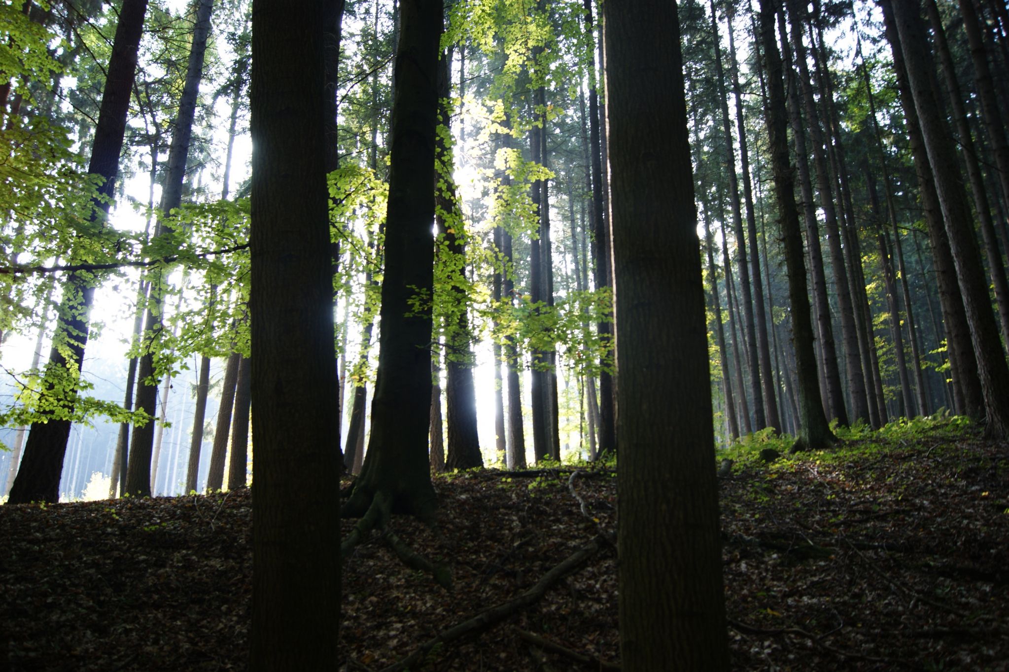 het bos bij Boháòka