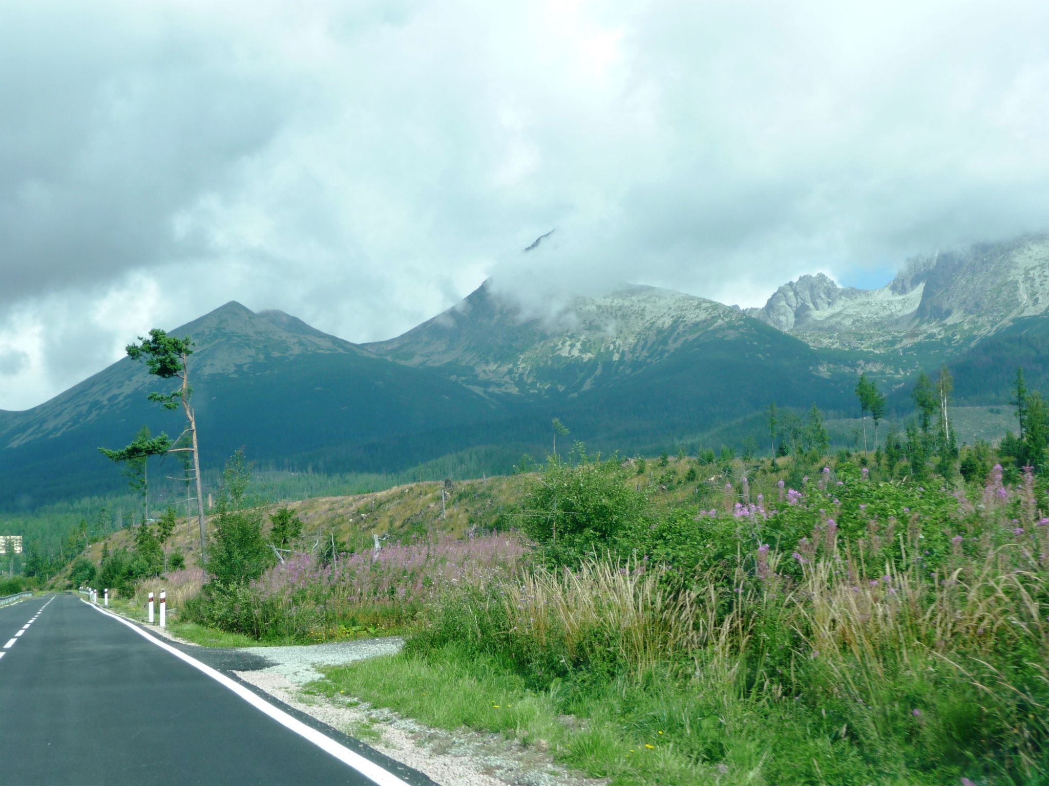 Kaalslag in de natuur