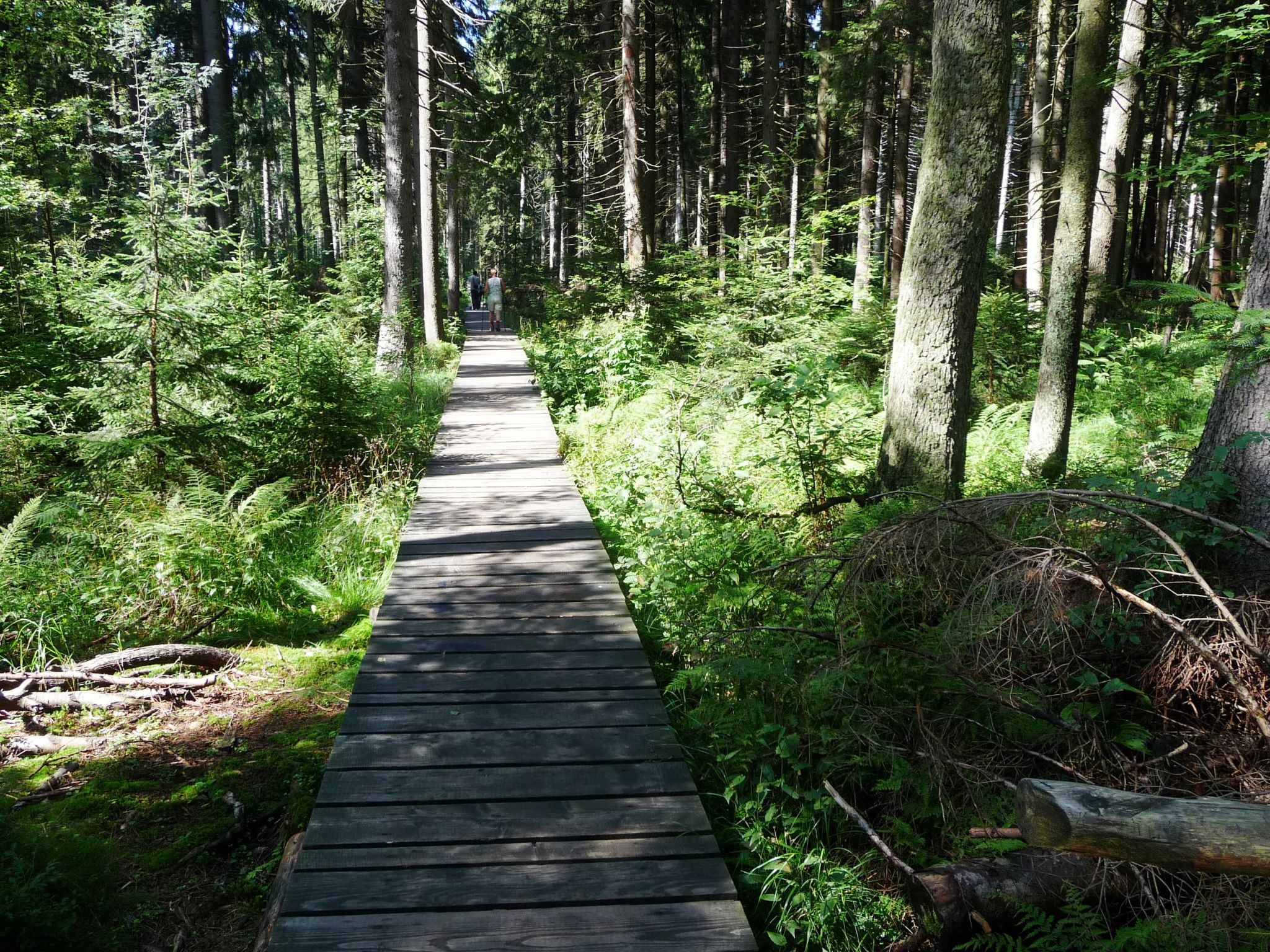 moeras gebied,bij het dorp Rejviz.  Jesenik