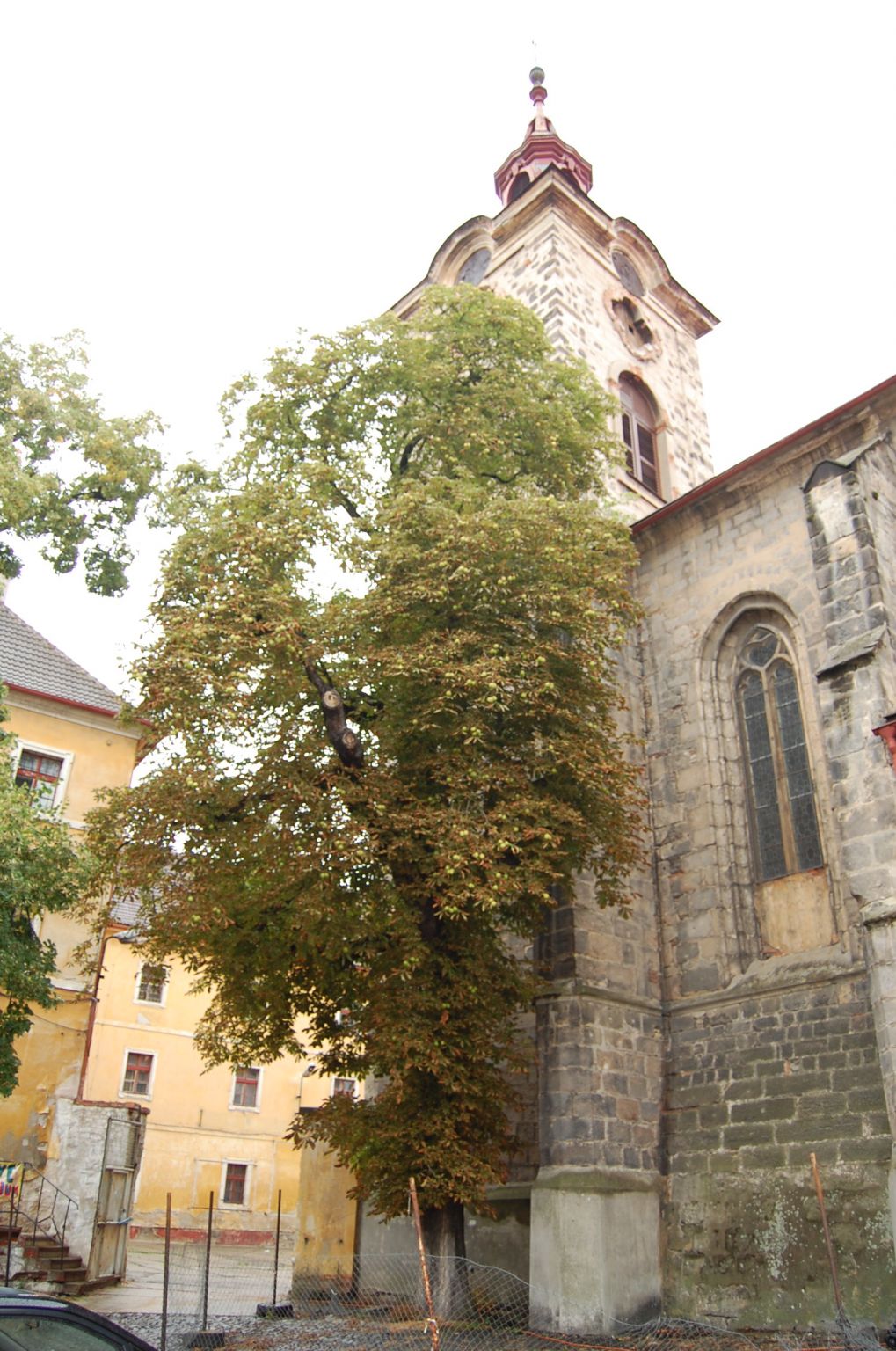 mooi... boom vol walnoten