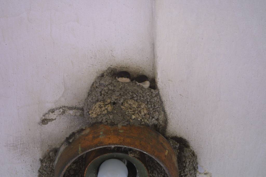 Nove Mesto nad Metuji - zwaluwnesten onder de galerij