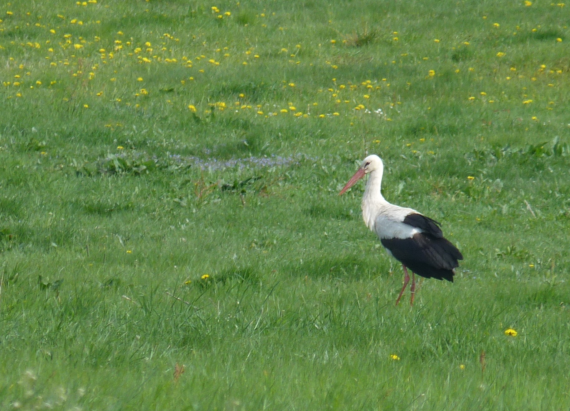Ooievaars en reeën in het veld naast ons huis in Slavce