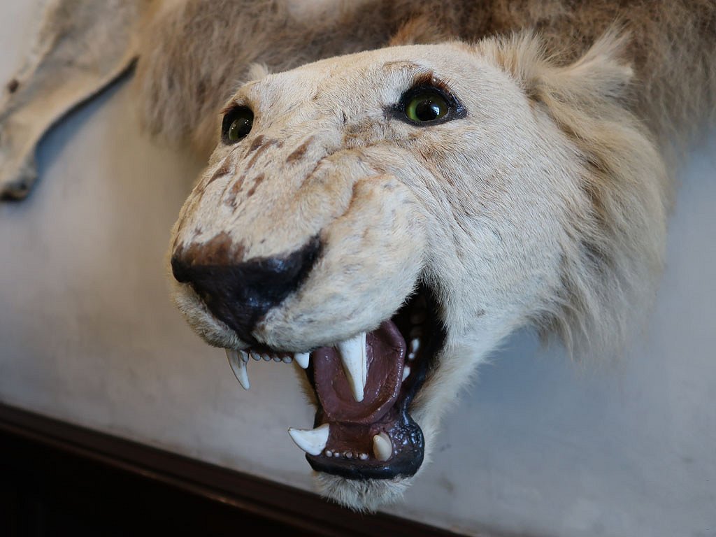 Opocno kasteel: een in Afrika geschoten leeuw