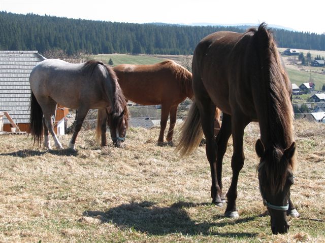 Paarden in Kvilda