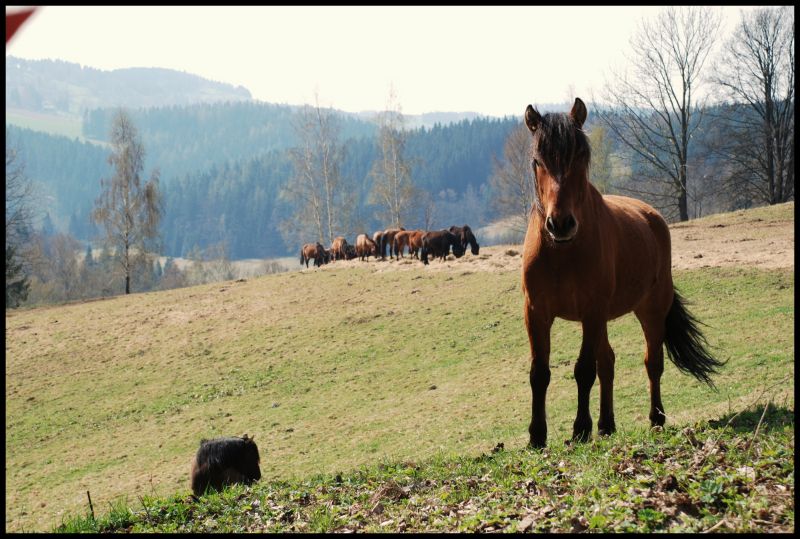 Paarden in Vitkovice