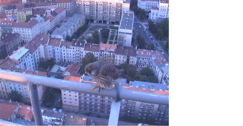 vogel op de televisietoren in praag