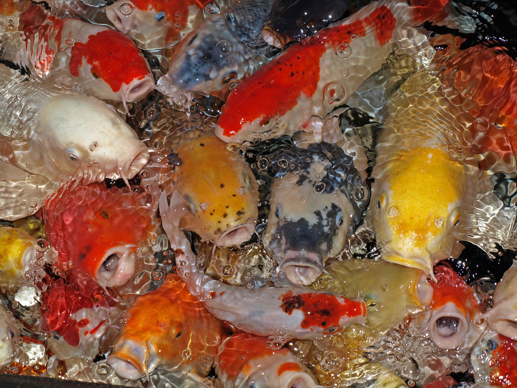 Wij wensen jullie prettige kerstdagen!