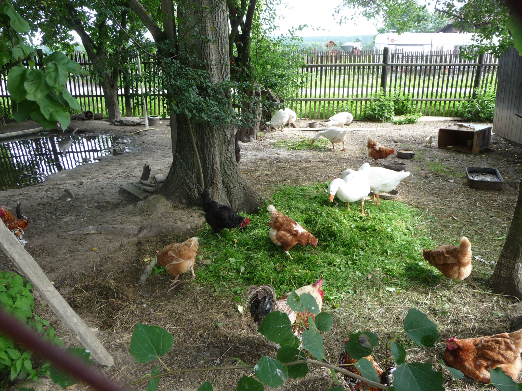 Zebrakov heeft ook kippen