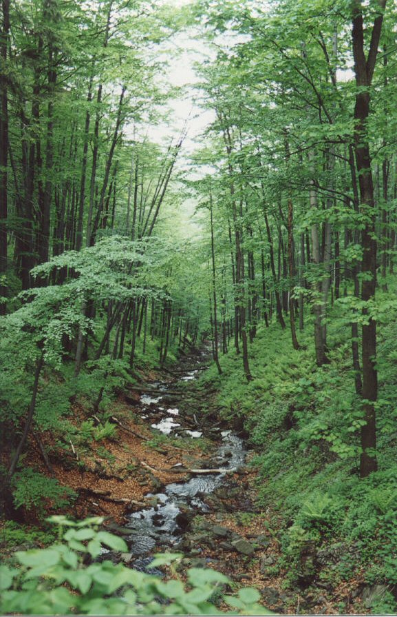 Zomaar in de Beskydy