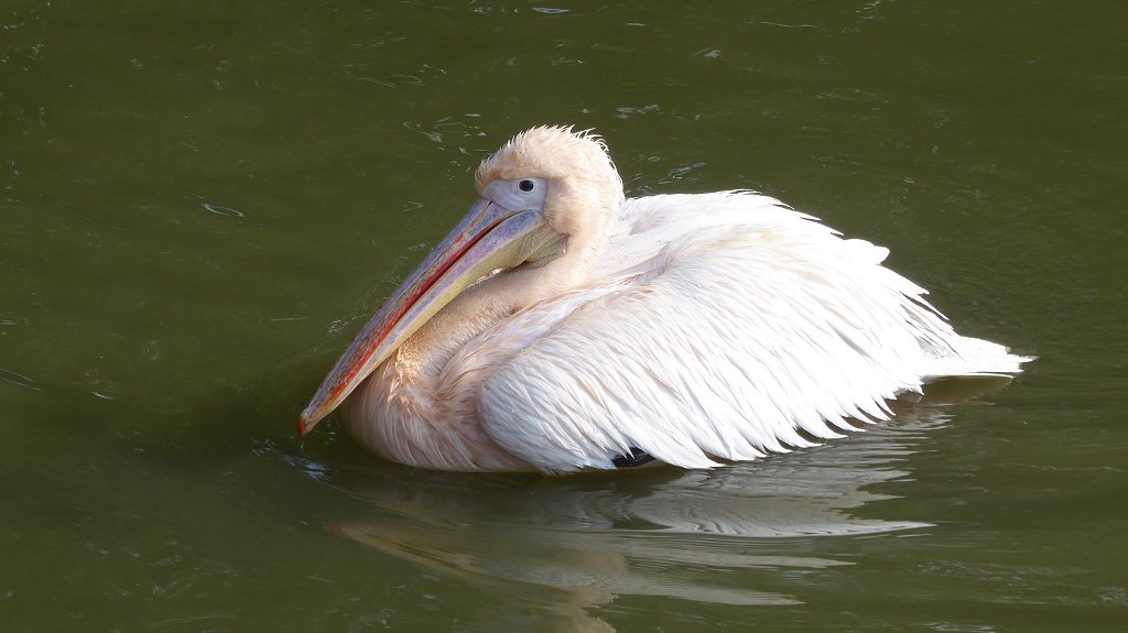 Zoo Ohrada: rose pelikaan