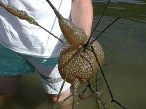 bryozoan.jpg